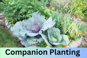 Companion Planting