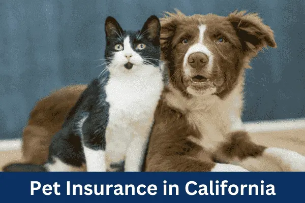 Pet Insurance in California